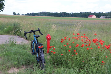 Kładka wśród bagien w Kurowie, Podlaski Szlak Bociani © Monika