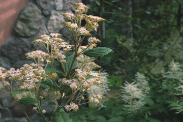 flowers in the garden with copy space against a stone wall
