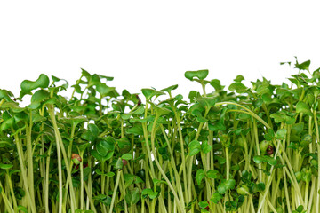 Sprouts of micro greens isolated on white background