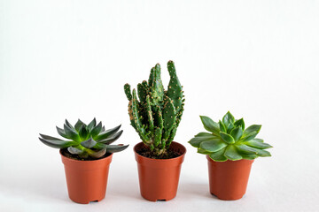 succulents and cactuses in a small brown pots on a white background