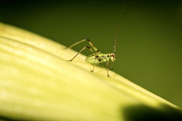 Macro Photography of a Cricket Insect on a Green Leaf