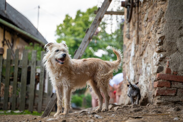 dog on the dirty street
