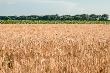 Naklejka premium Barley field agriculture concept