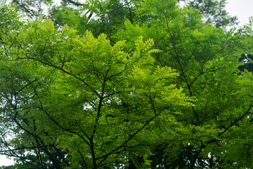 Bright green acacia leaves on a summer day