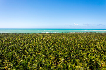 Praia do Gunga (Gunga's beach) is located 20 miles south of Maceio. The beach is surrounded by coconut trees