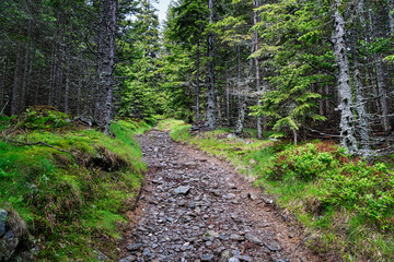 Wald mit Waldweg