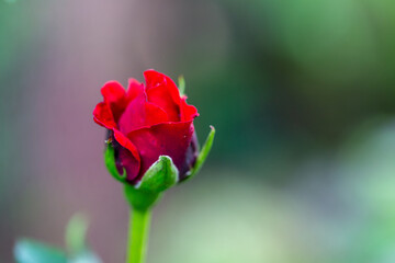 pink rose with water drops