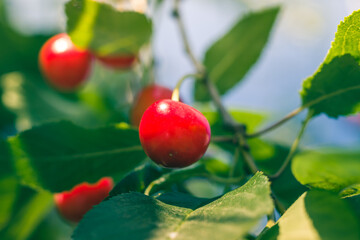 Unripe yellow and red cherries ripen on the tree in summer, shallow depth of field, green leafs on background. Beautiful sunny day