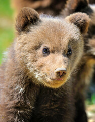 Obraz premium Portrait of small teddy bear in natural habitat