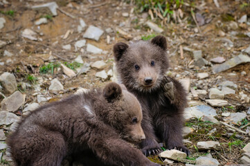 Obraz na płótnie Canvas Two little brown bear cub on the edge of the forest