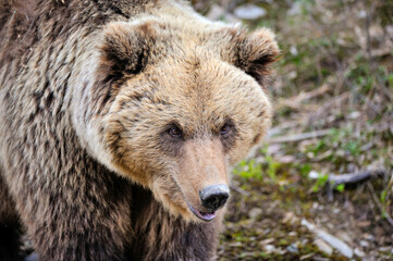Obraz na płótnie Canvas Portrait of brown bear. European brown bear in natural habitat.
