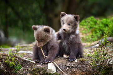 Two little brown bear cub are playing in summer forest