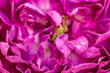 Macro of purple dogrose flower with water droplets