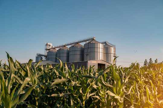 Agricultural silos in the middle of corn field, clear blue sky 