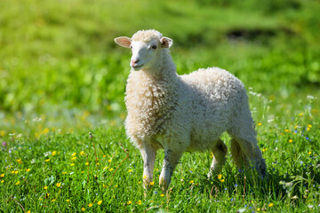 A sheep in a meadow on green grass. Sunny summer day