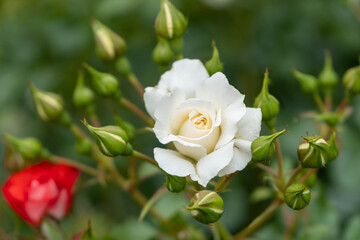 white rose in garden