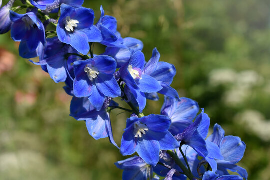 Hoher Rittersporn, Delphinium elatum, intensives Blau einer Gartenblume, Grußkarte