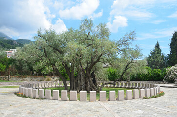 Fototapeta premium The oldest olive tree in Montenegro in the Mitrovica district, Bar city. Age more than 2000 years