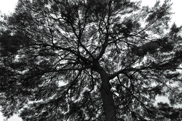 Silhouette a tree against a background of sky black and white photo