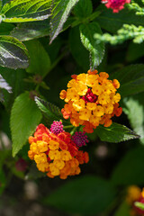 Colorful Hedge Flower Lantana or Weeping Lantana