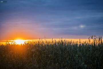 Fototapeta na wymiar wheat rye field sunset landscape