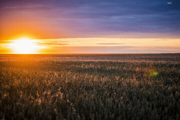 wheat rye field sunset landscape