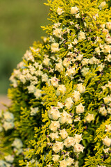 Mahonia japanese bush in the garden