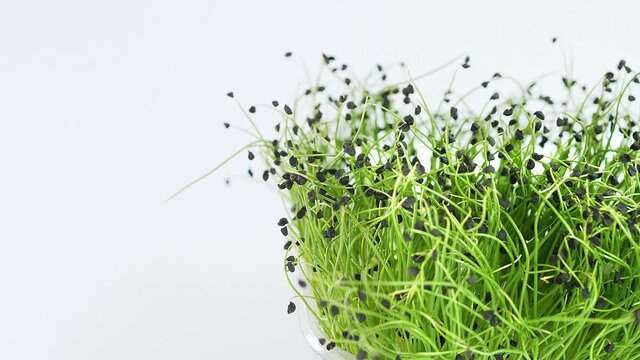 Fresh microgreen sprouts closeup on white background
