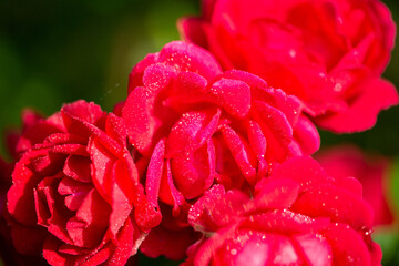 red peony