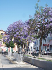 Blühende Jacaranda Bäume in Loule in Portugal