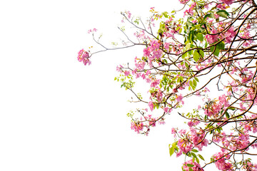 Obraz na płótnie Canvas Close up pink flowers tree on white