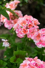 Pink and white geranium flowers in a garden