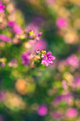 Fototapeta na wymiar Summer flower purple loosestrife