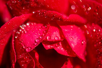 red peony with water drops