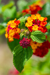 Colorful Hedge Flower Lantana or Weeping Lantana