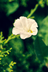 White morning glory in the garden, close up view