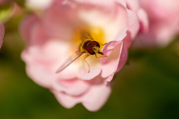bee on a pink rose macro