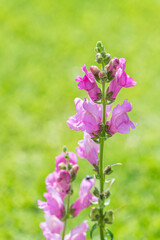 Purple snap dragon flower in a garden