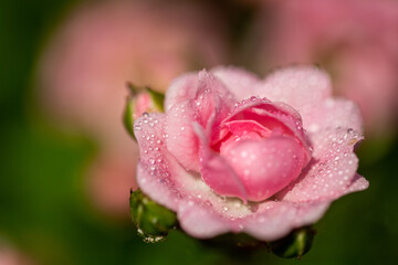 pink rose with water drops macro