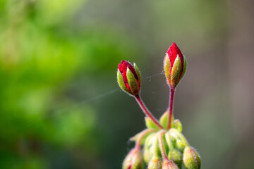 red tulip flower