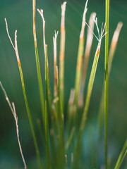grass in the wind