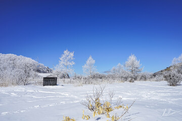 Fototapeta premium 【霧氷イメージ】青空と繊細な霧氷