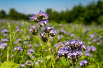 Beautiful flowers and grain fields with bees and insects