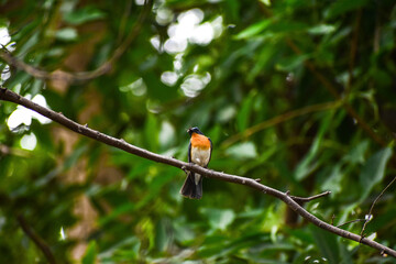 Bird on Tree