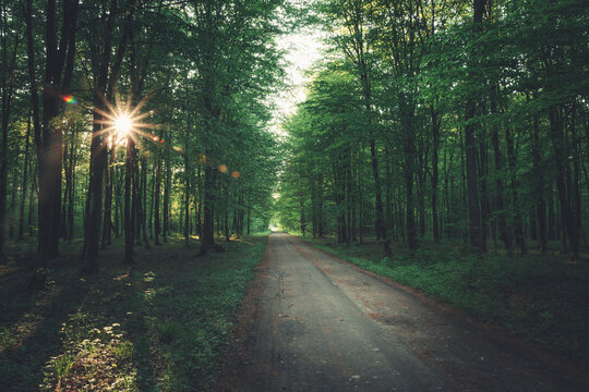 The sun in the green dark forest and dirt road