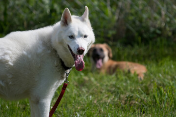 portrait of a white dog