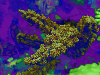 foliage © neurostructure
