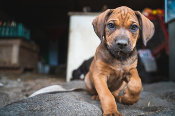 Fototapeta premium portrait of little cute brown puppy