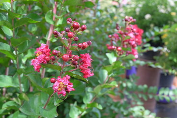 Unknow colorful small flowers at rain forest.