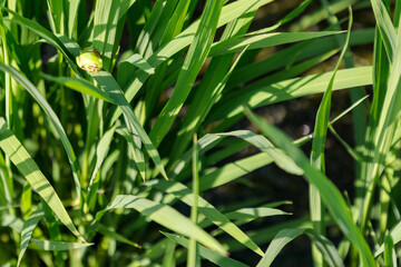 田んぼのアマガエル